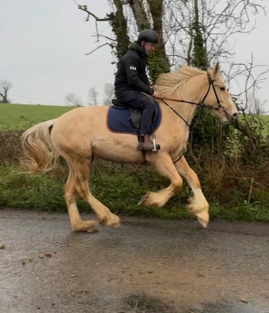 Palomino Mare Broken and Riding/Hunted - Image 1