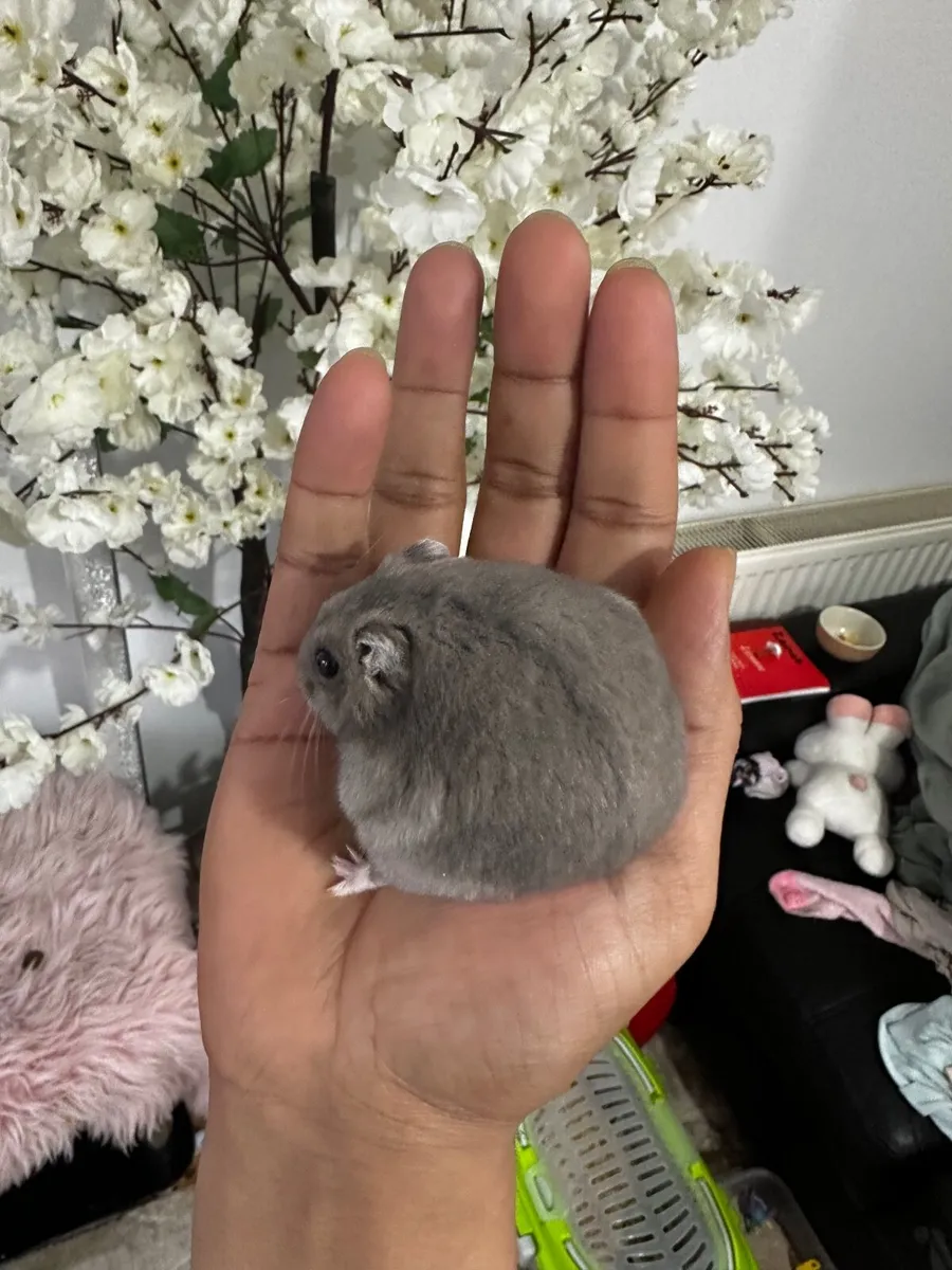 Hamster - Image 2