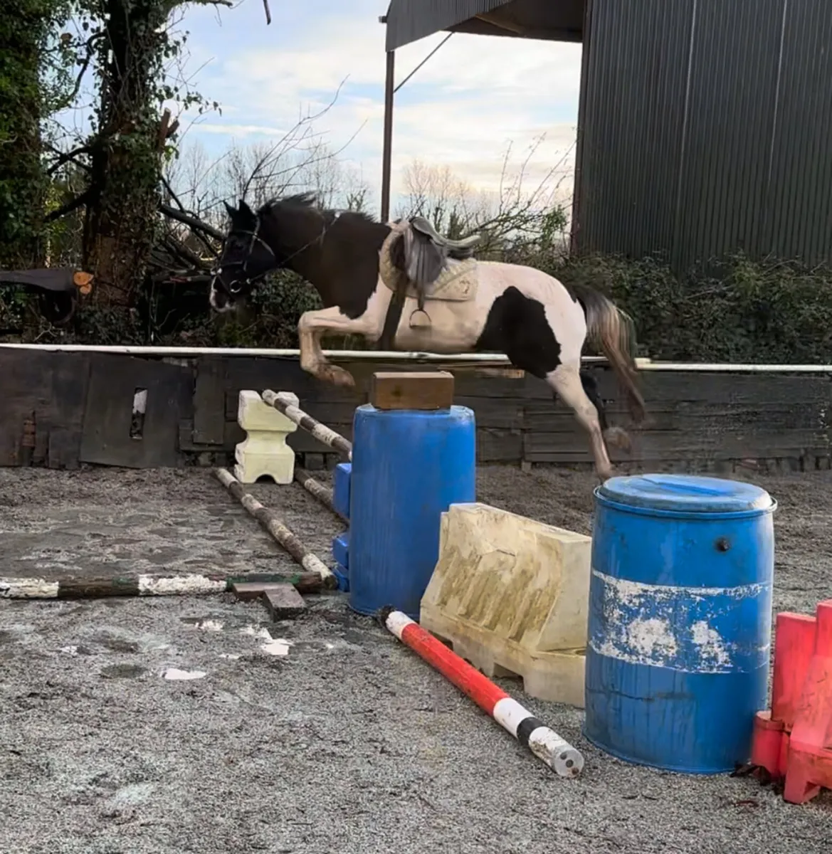 Skye ⭐️ Piebald Mare Riding/Driving - Image 3