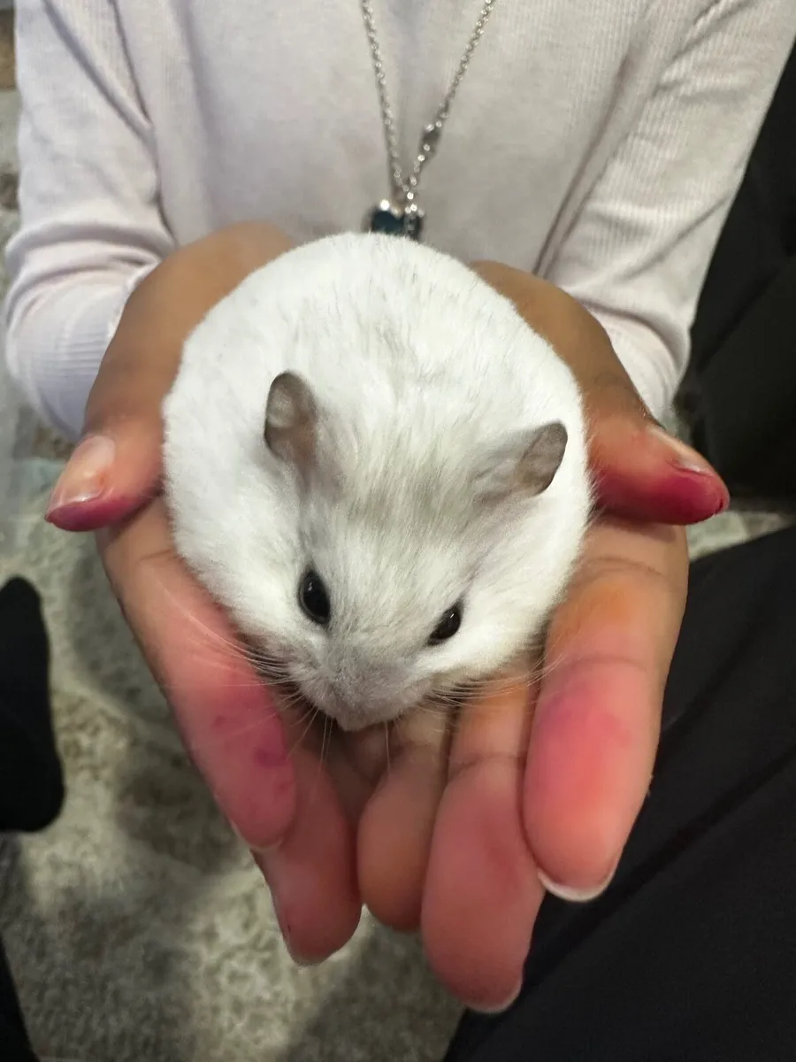 Hamster - Image 3