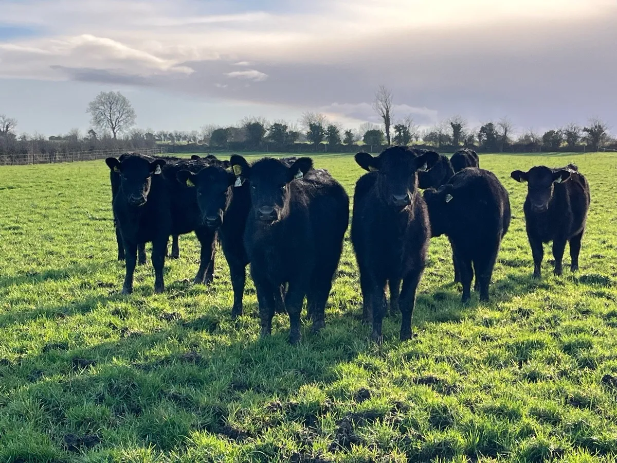 Outlying Angus Heifers - Image 1