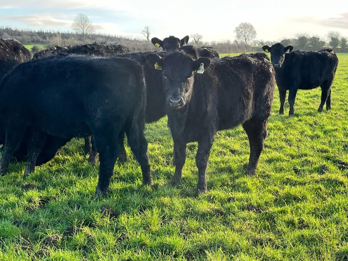 Outlying Angus Heifers - Image 3