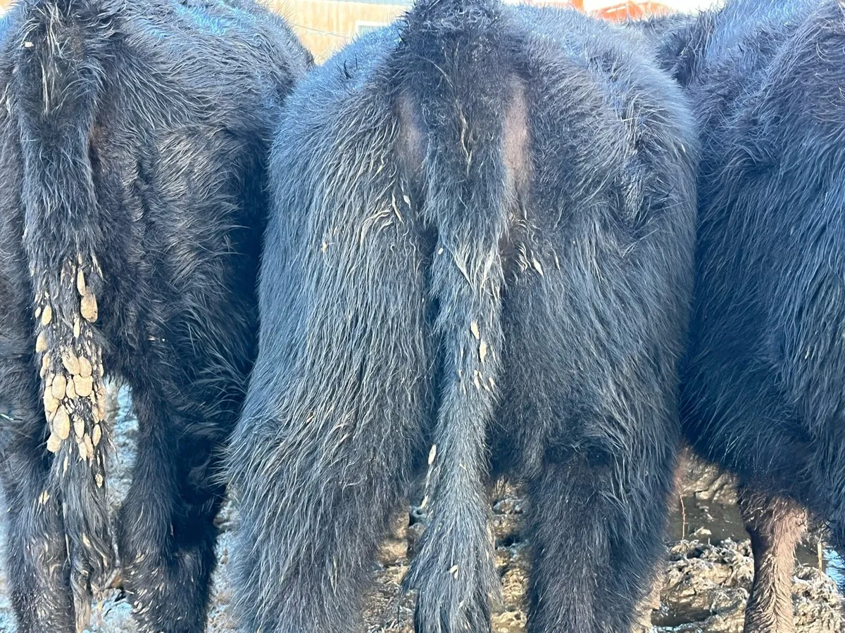 Outlying Angus Heifers - Image 4