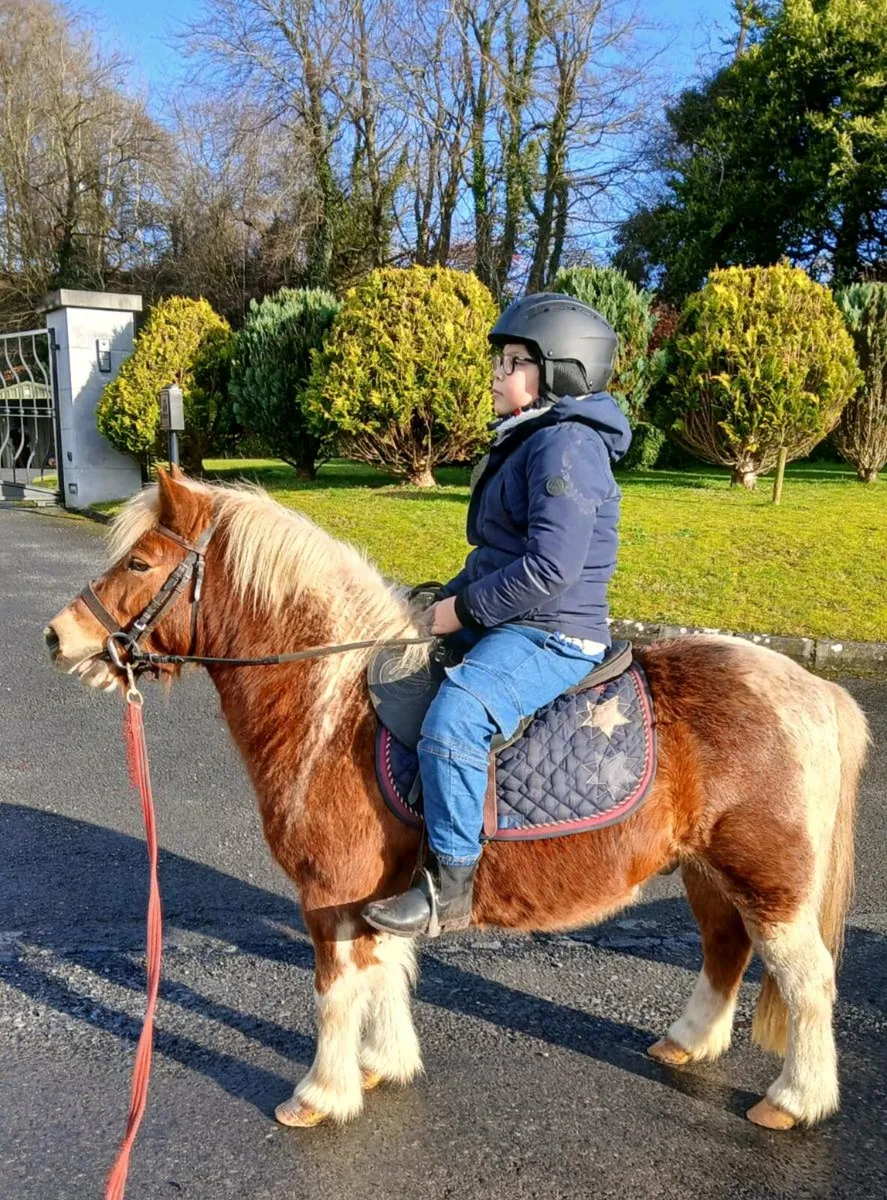 Pony gelding. - Image 1