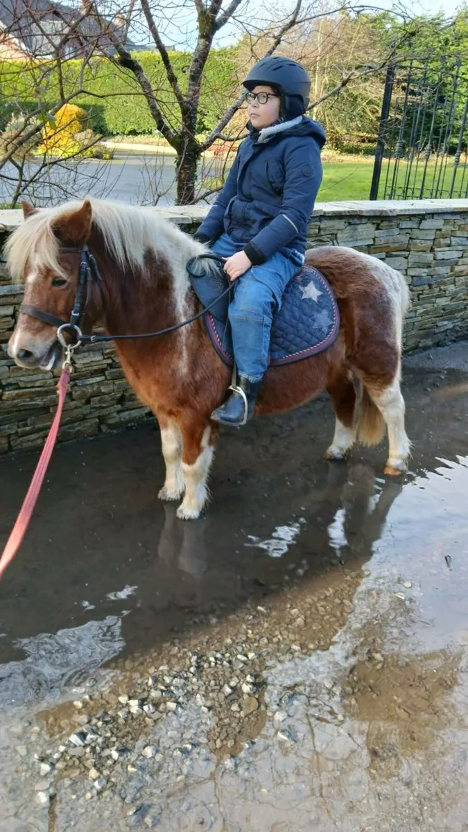 Pony gelding. - Image 3