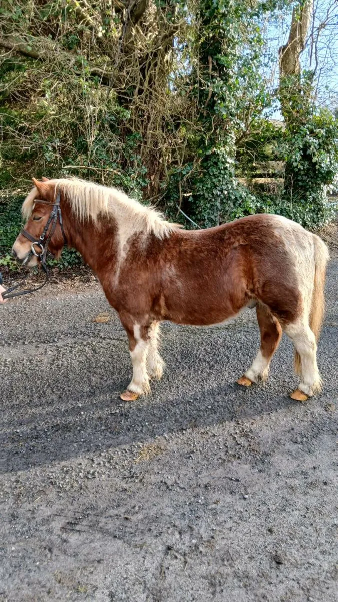 Pony gelding. - Image 4