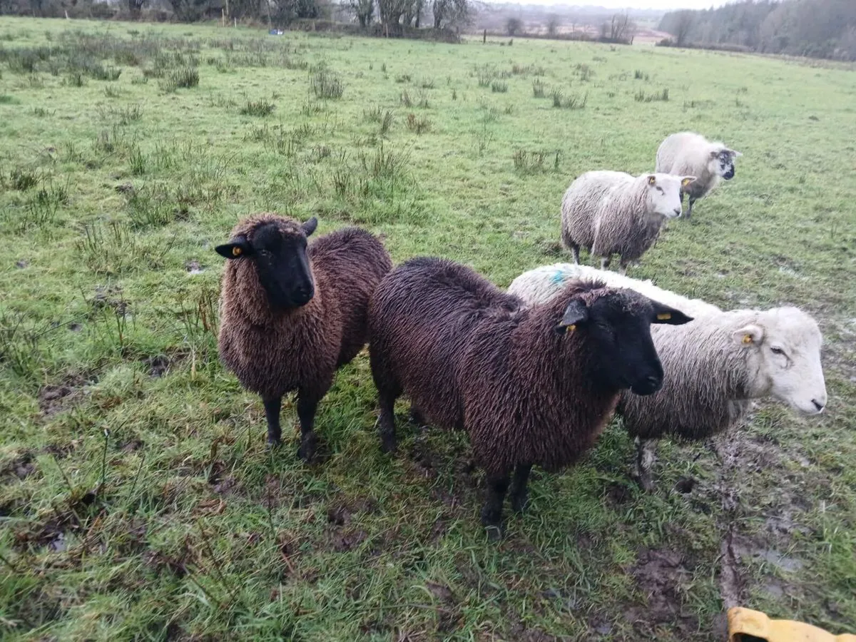 Ewe lambs - Image 1