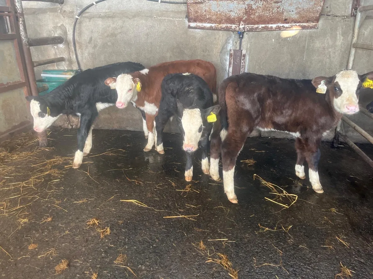 5 super Hereford heifer calf’s - Image 2