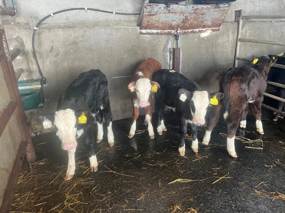 5 super Hereford heifer calf’s - Image 3