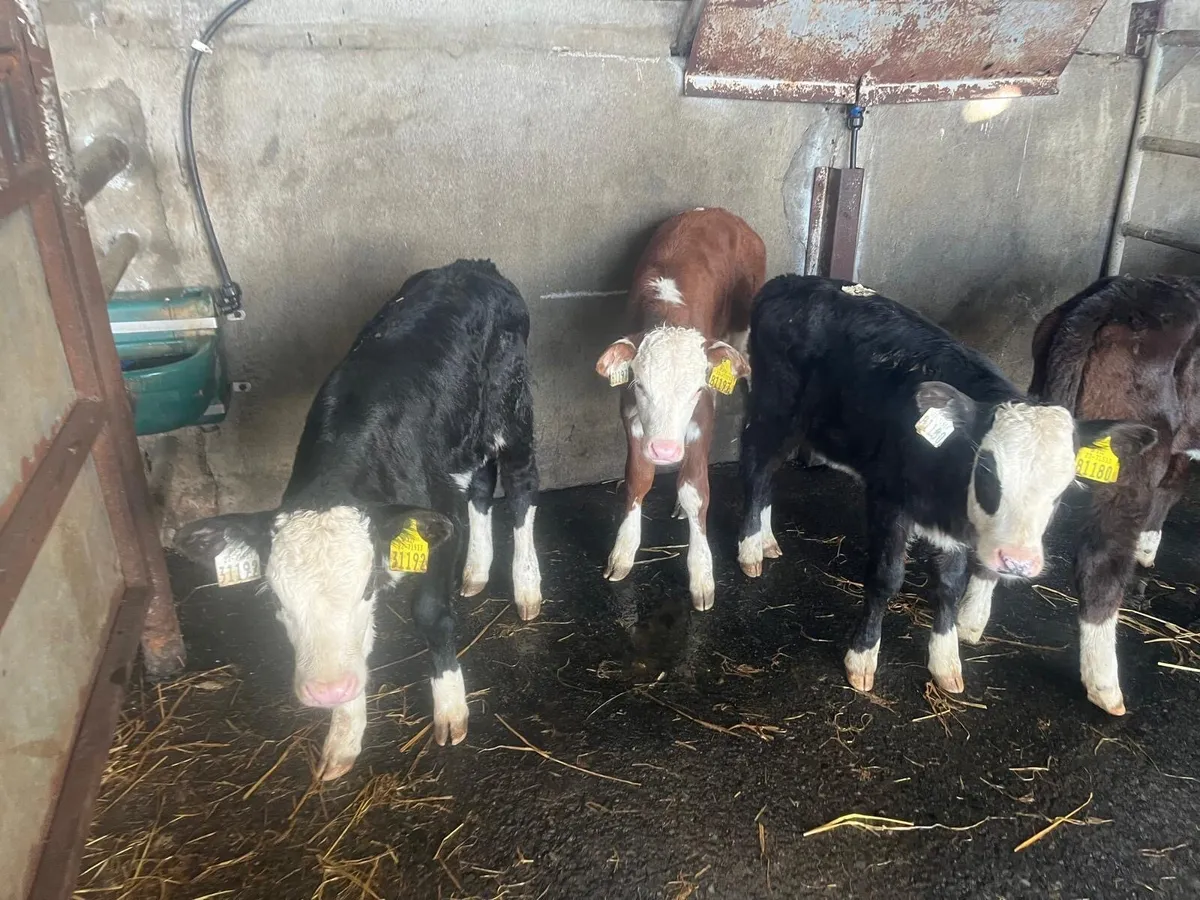 5 super Hereford heifer calf’s - Image 4