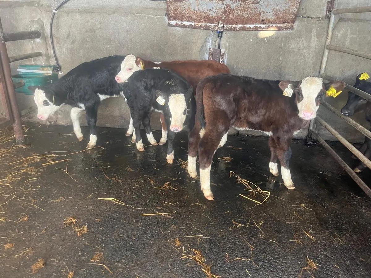 5 super Hereford heifer calf’s - Image 1
