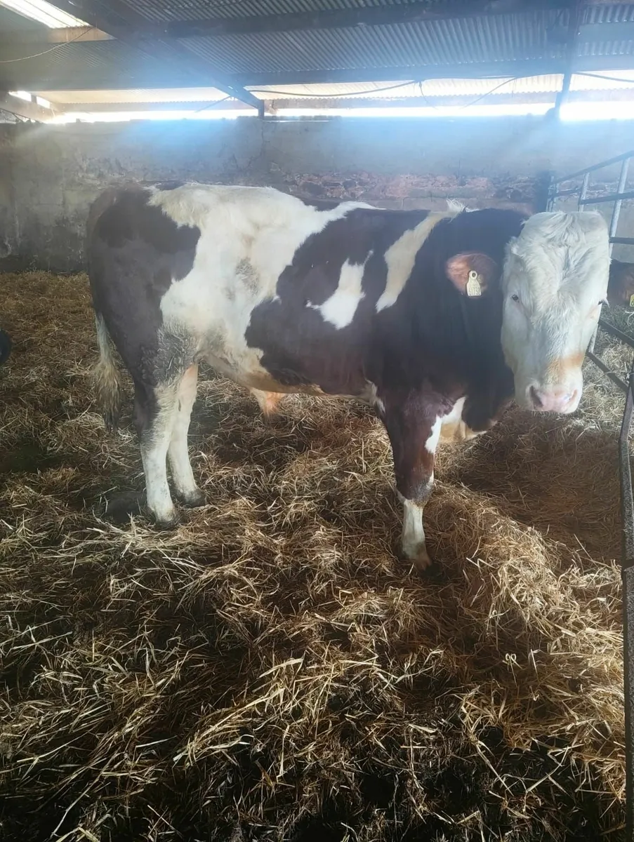 Montbeliarde Bull - Image 1