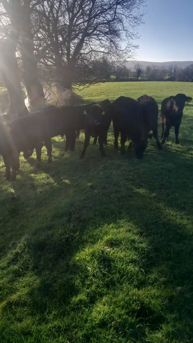 Limision weanlings - Image 4