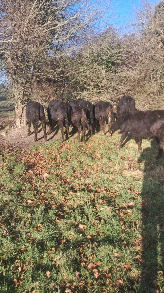 Limision weanlings - Image 1
