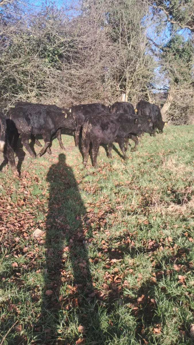 Limision weanlings - Image 3