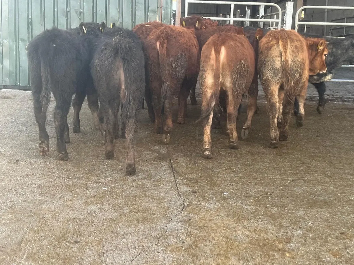 10 super continental heifer weanlings - Image 1