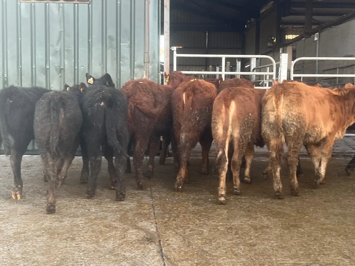 10 super continental heifer weanlings - Image 3