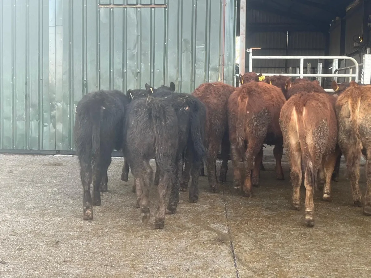 10 super continental heifer weanlings - Image 4