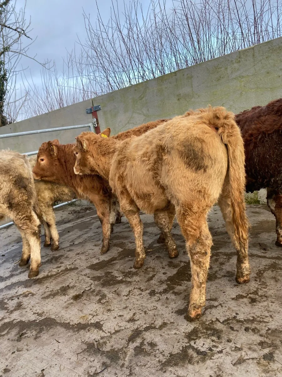 5 super suckler bred heifer weanlings - Image 1
