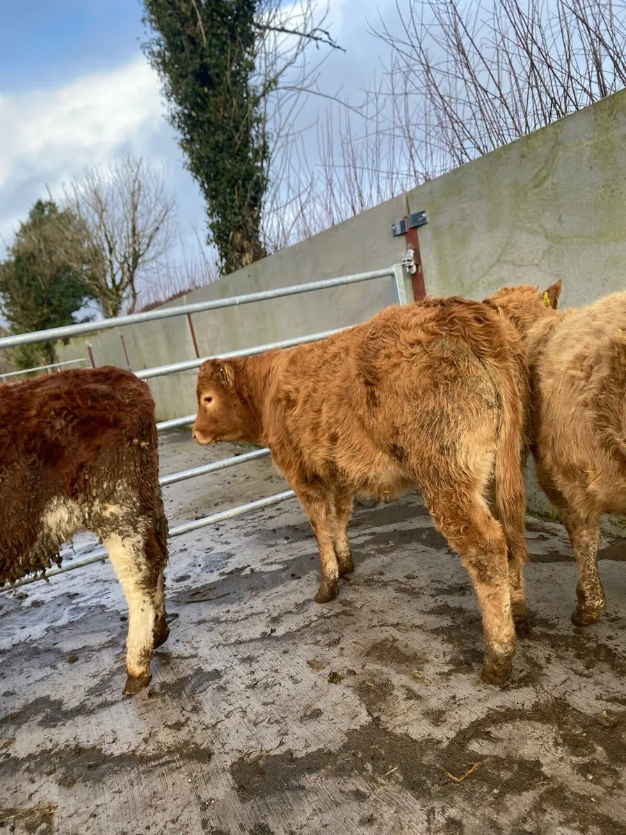 5 super suckler bred heifer weanlings - Image 3