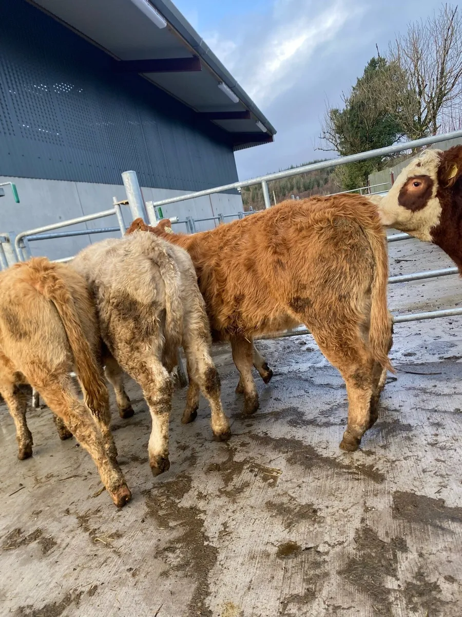 5 super suckler bred heifer weanlings - Image 4