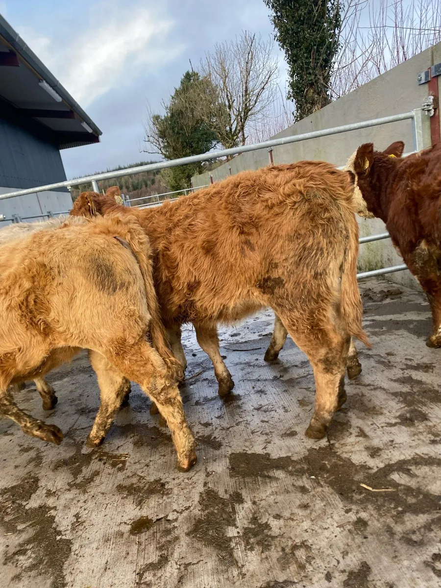 5 super suckler bred heifer weanlings - Image 2