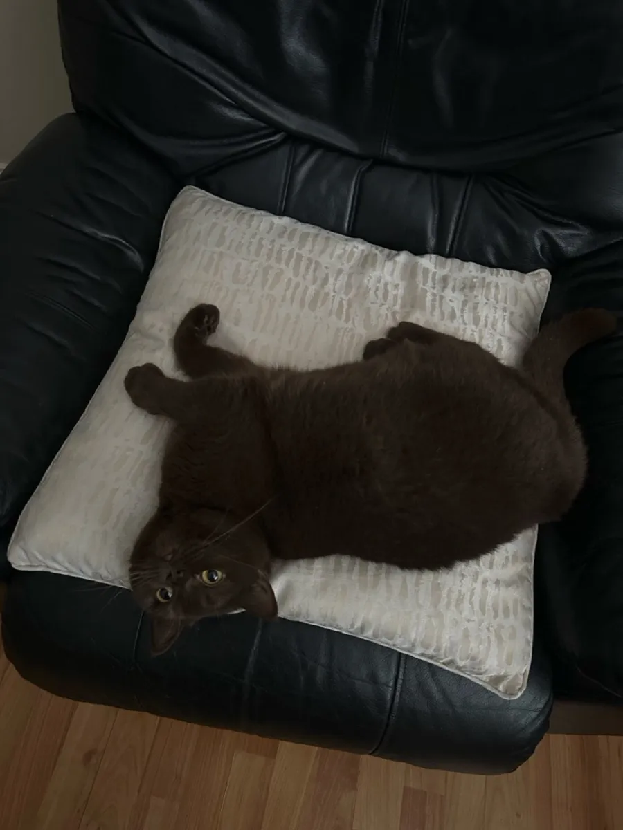 Chocolate British Shorthair - Image 1