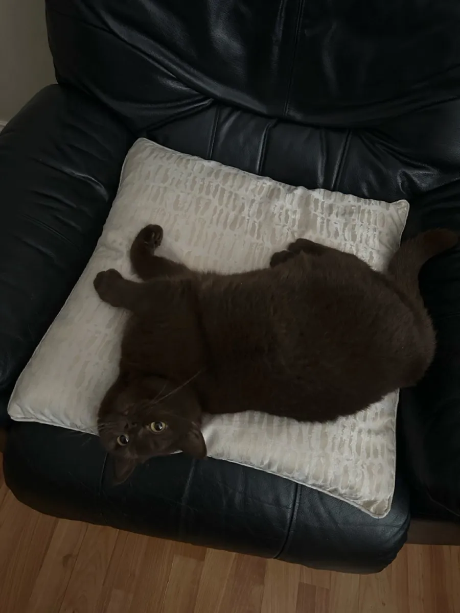 Chocolate British Shorthair - Image 2