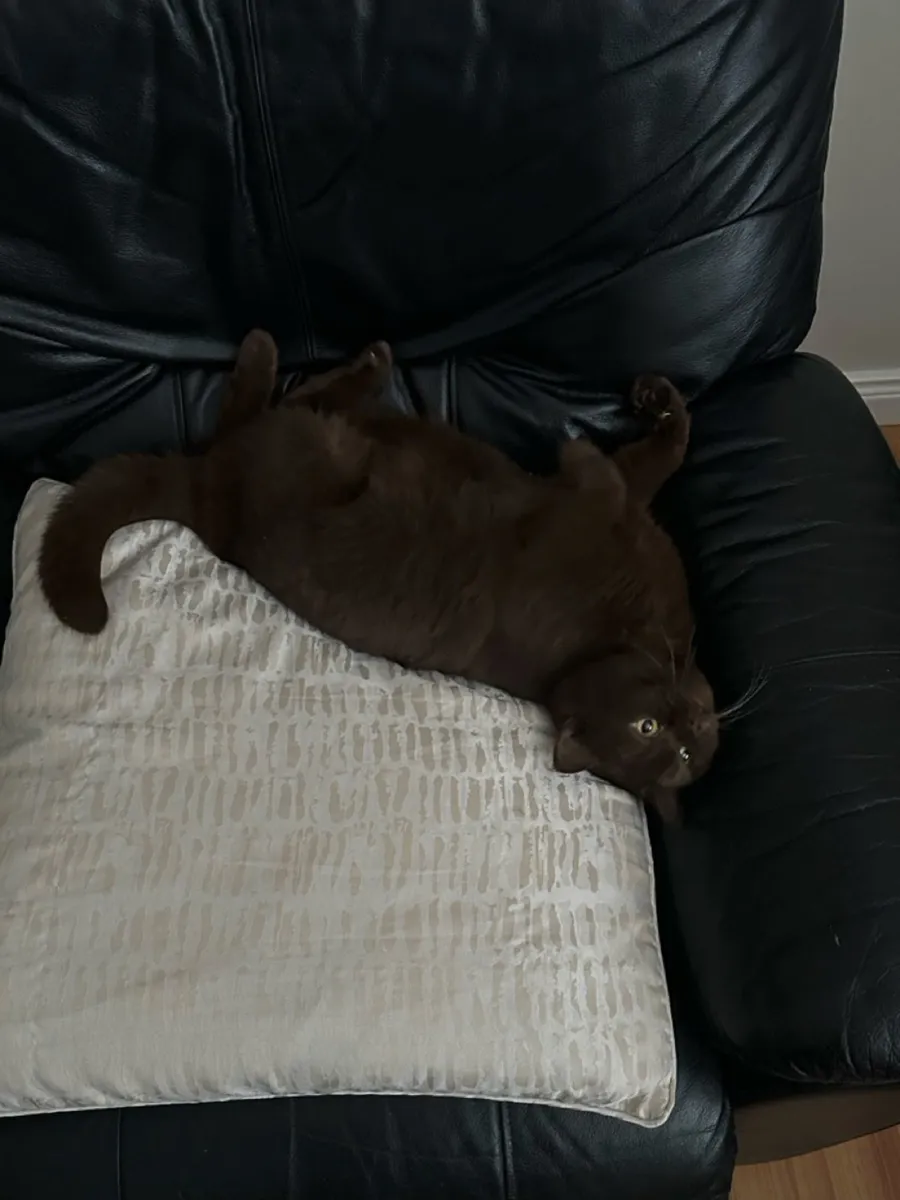 Chocolate British Shorthair - Image 3