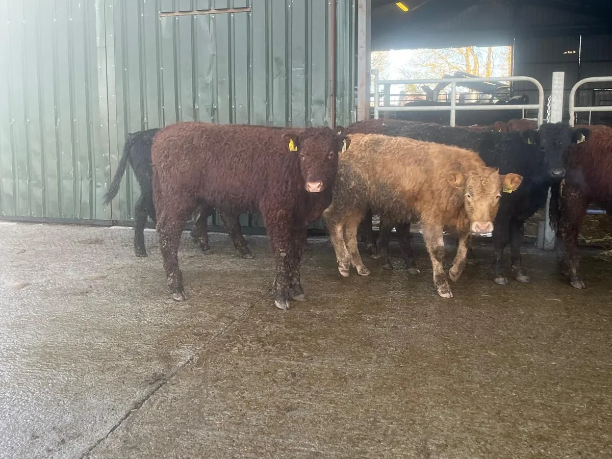 10 super suckler bred continental bulls - Image 3