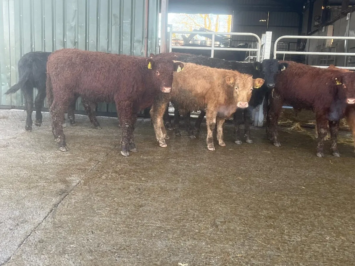 10 super suckler bred continental bulls - Image 4