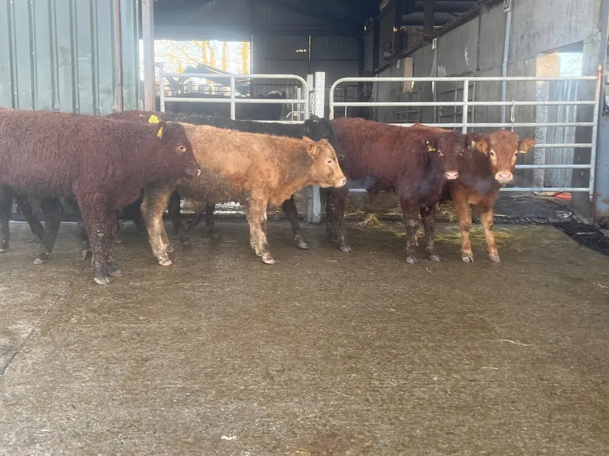 10 super suckler bred continental bulls - Image 1