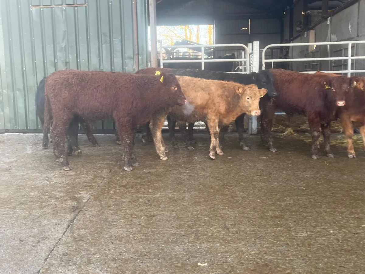 10 super suckler bred continental bulls - Image 2