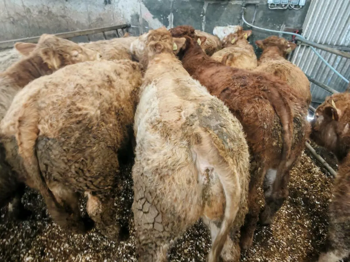 20 U Grade Bullock's 400/450 kgs. - Image 4