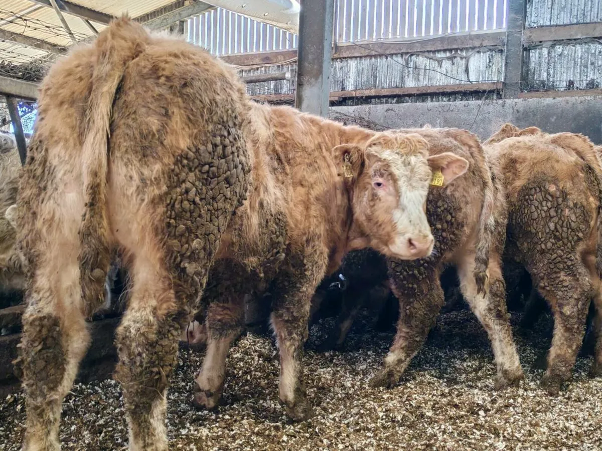 20 U Grade Bullock's 400/450 kgs. - Image 1