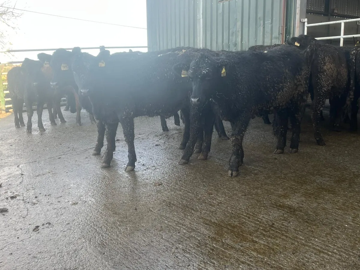 20 super Angus yearling heifer weanlings - Image 4