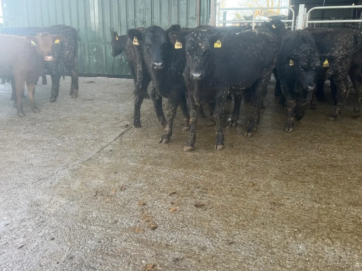 20 super Angus yearling heifer weanlings - Image 1