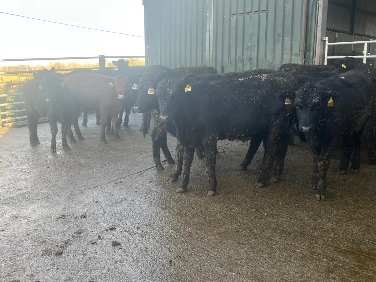 20 super Angus yearling heifer weanlings - Image 2