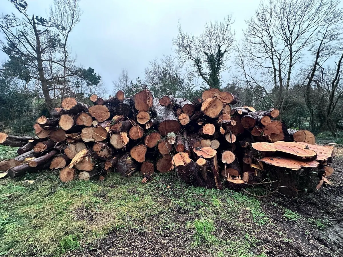 Firewood | Logs | Timber | Trees - Image 1