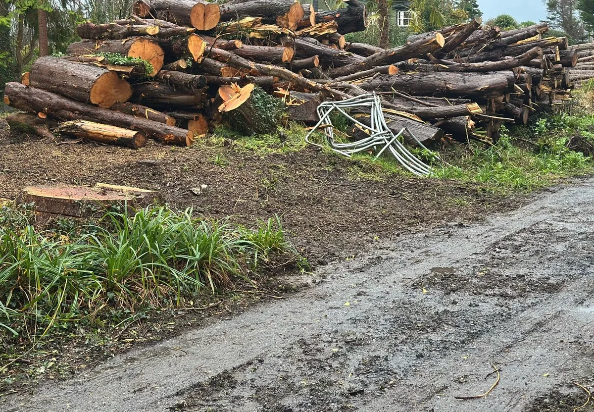 Firewood | Logs | Timber | Trees - Image 2