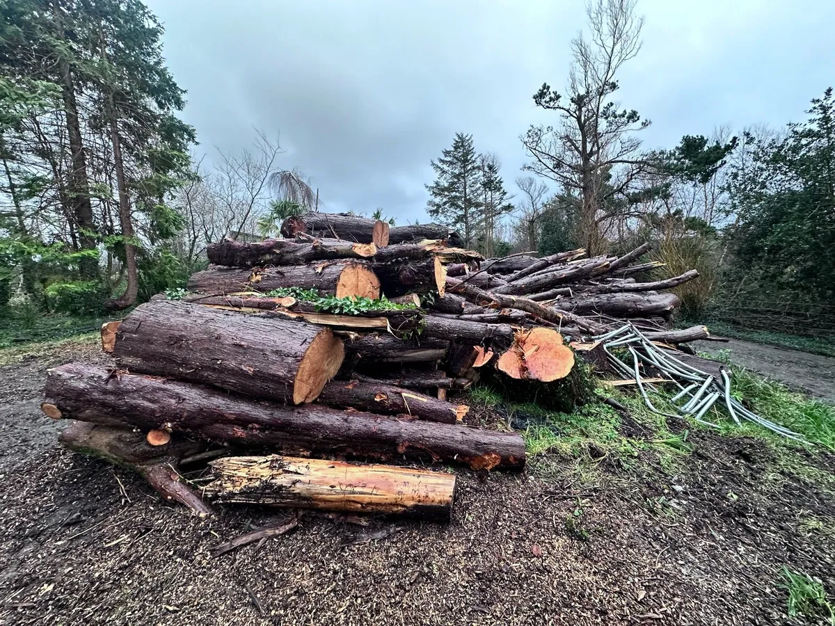 Firewood | Logs | Timber | Trees - Image 3