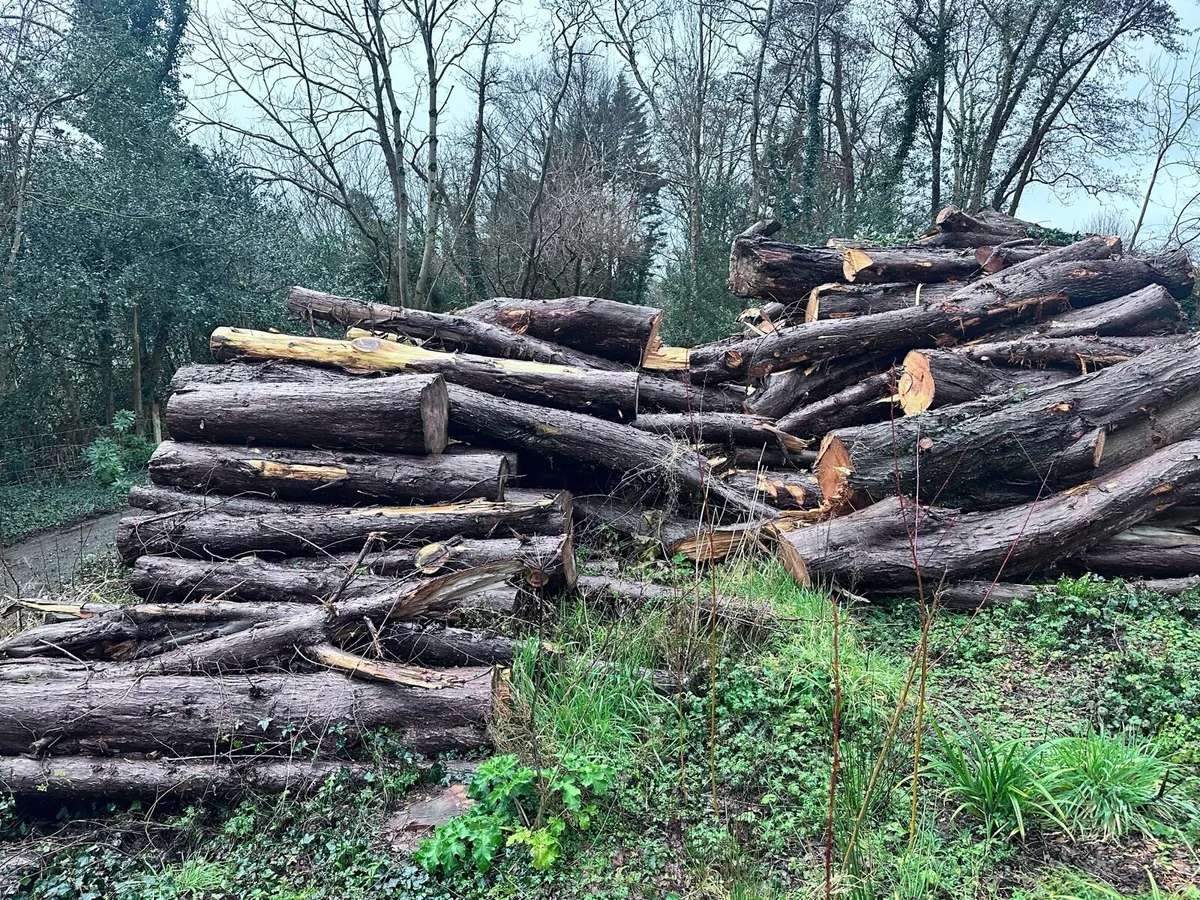 Firewood | Logs | Timber | Trees - Image 4