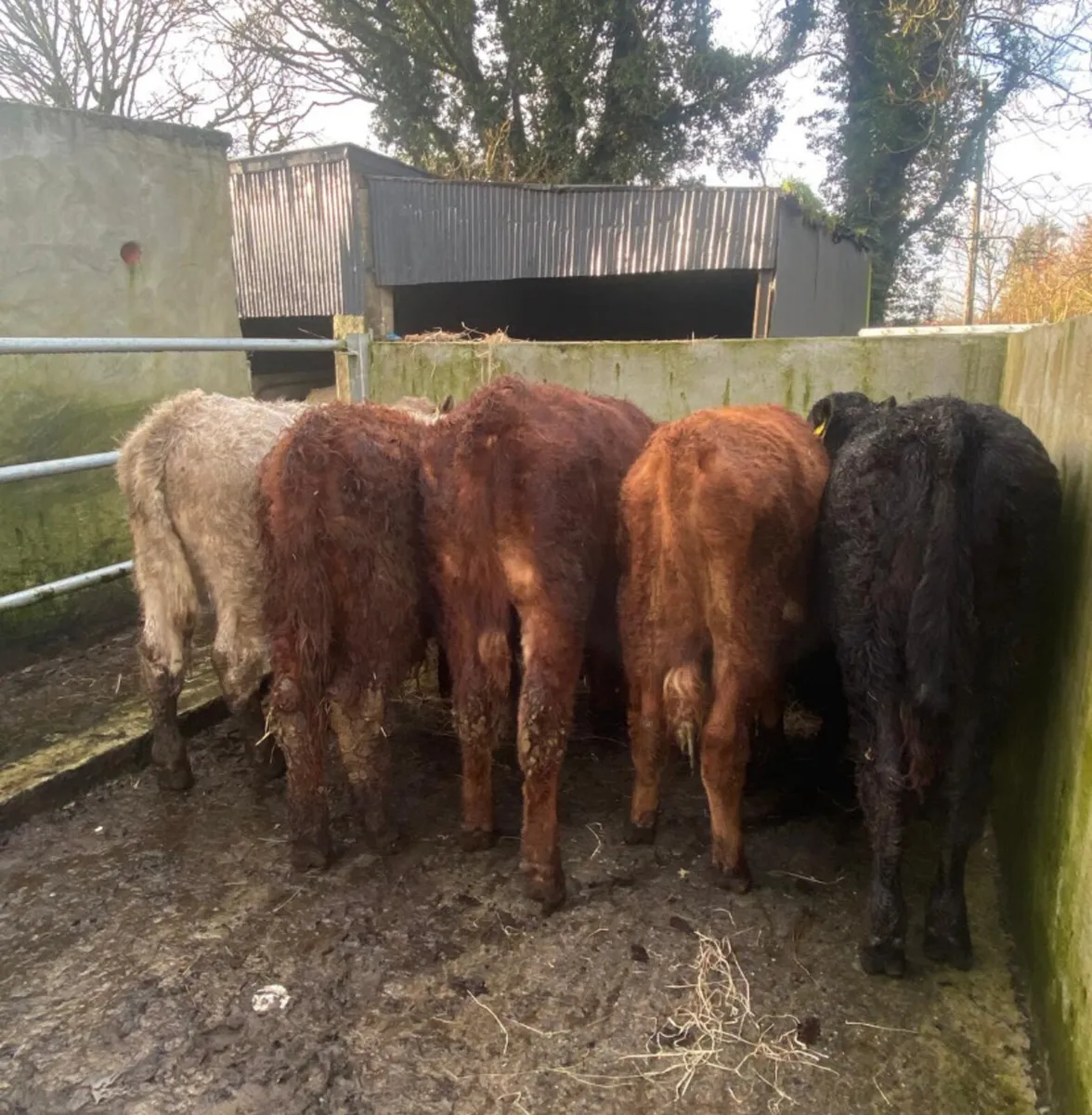 5 continental bull weanlings - Image 2