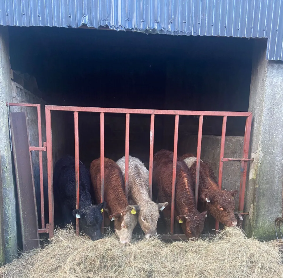 5 continental bull weanlings - Image 3