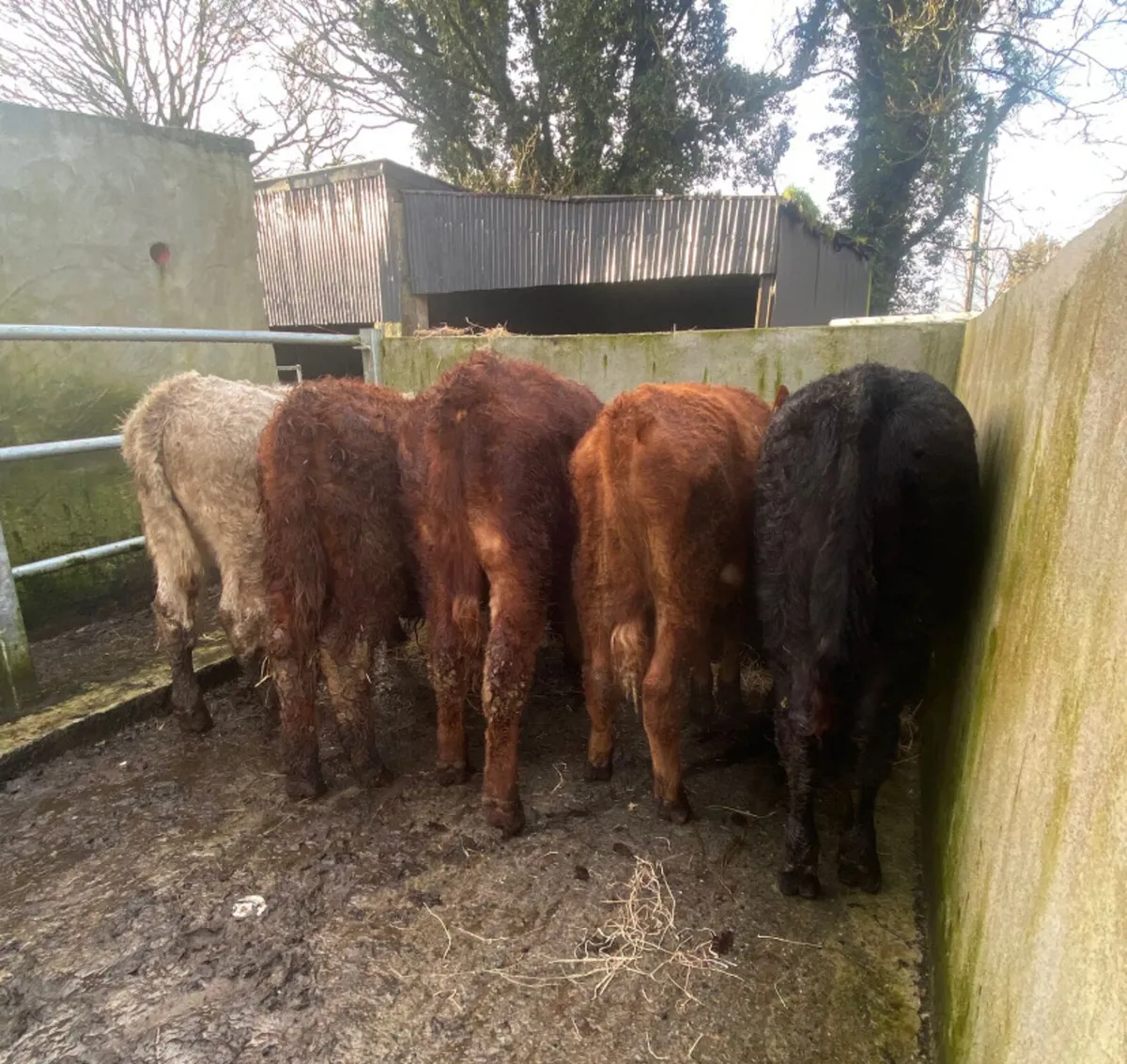 5 continental bull weanlings - Image 4