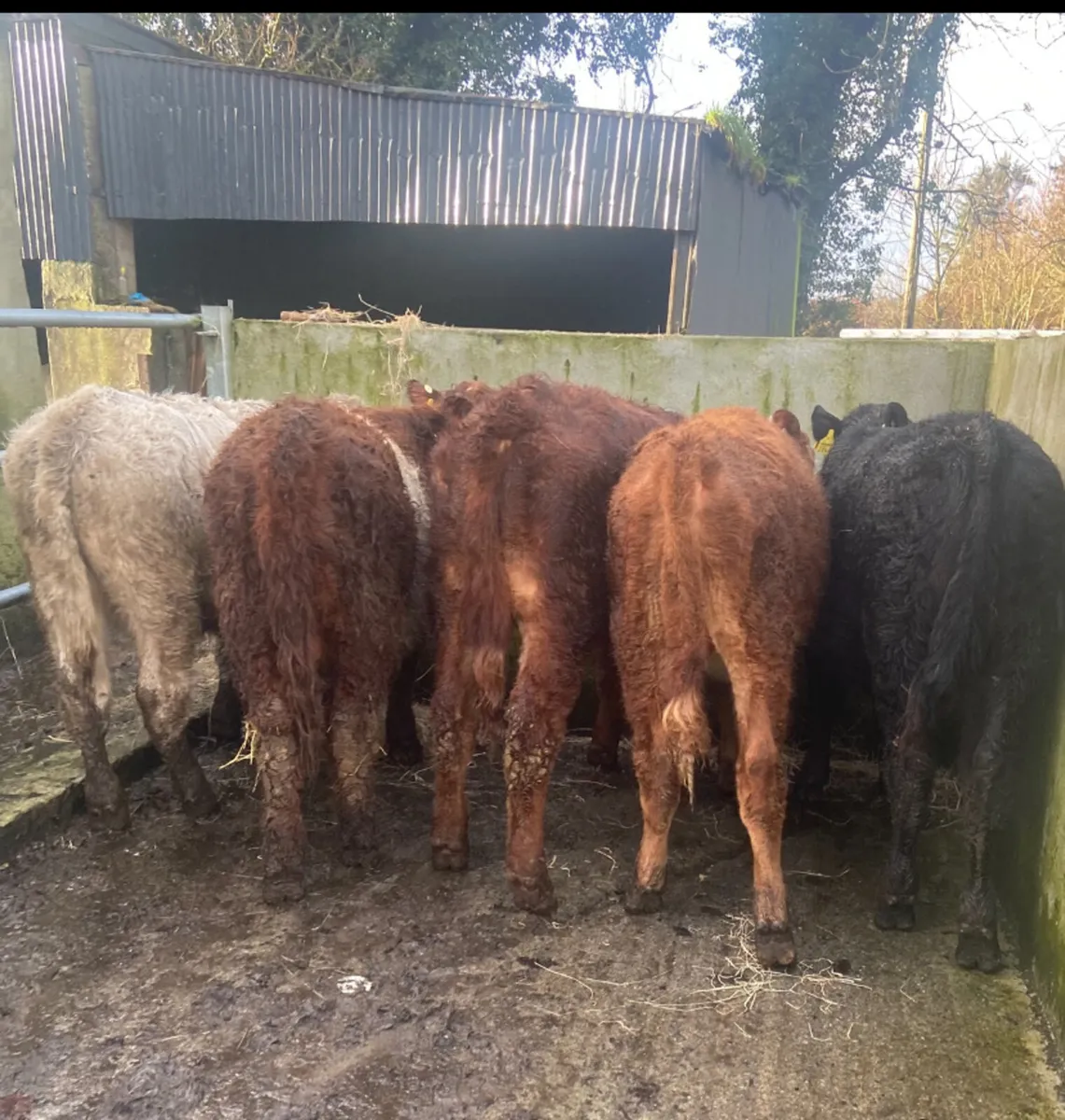 5 continental bull weanlings - Image 1