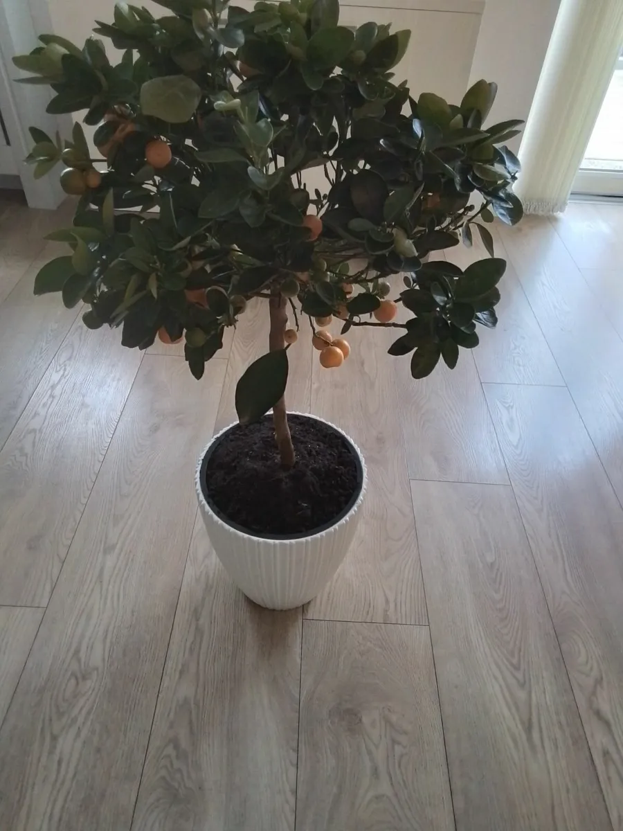 Potted orange plant