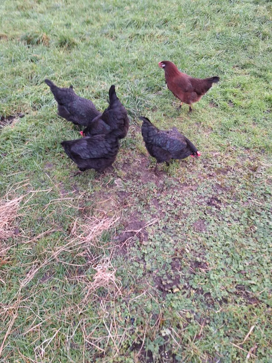 Hens - Image 4