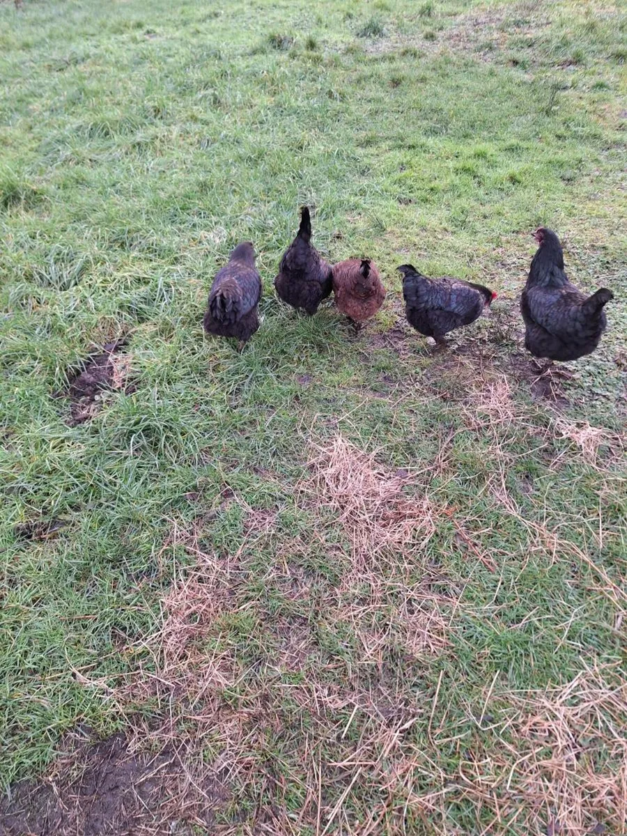 Hatching Duck and Hen eggs. - Image 2