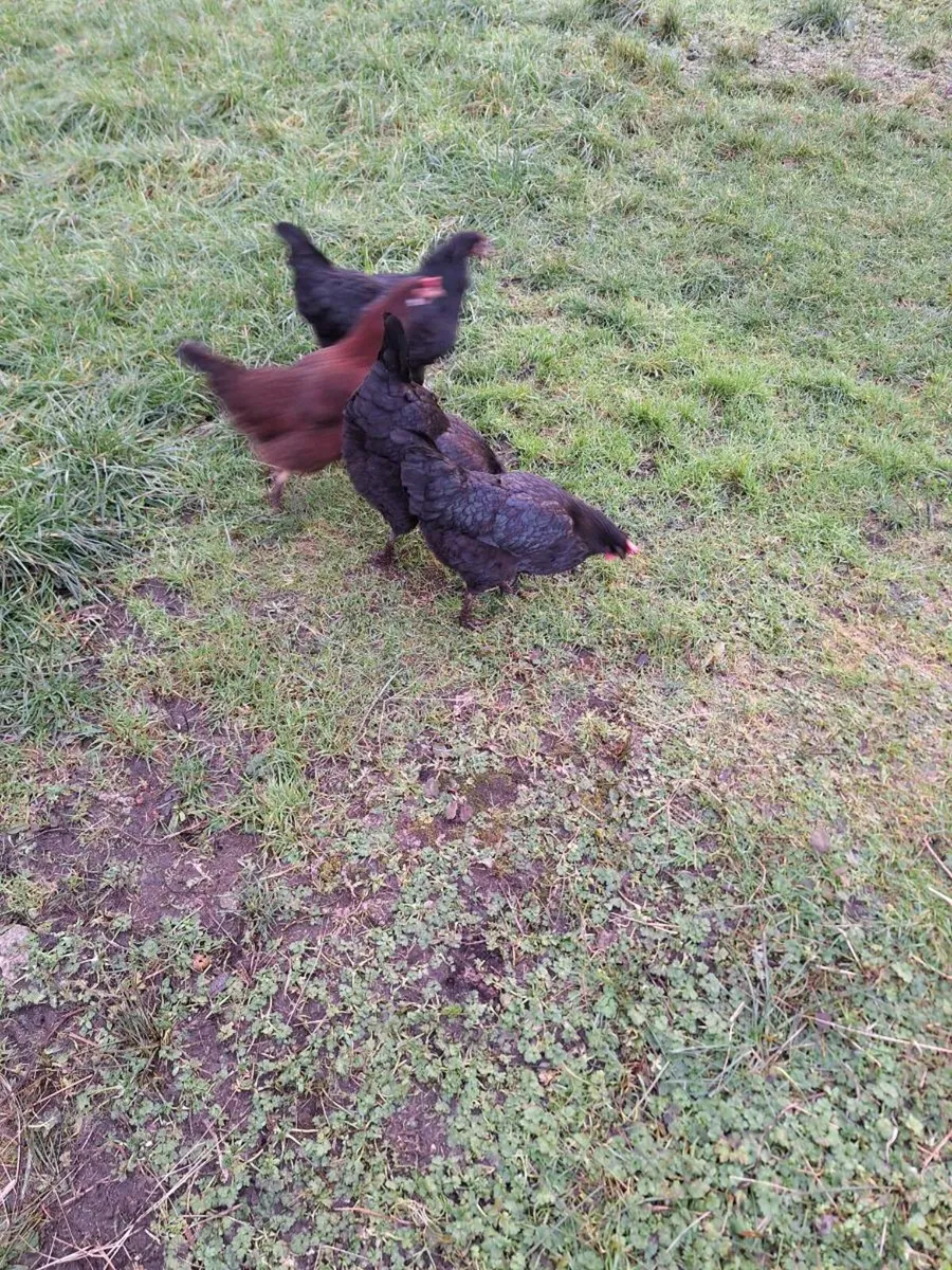 Hens - Image 2
